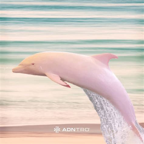 Why pink dolphins - ADNTRO