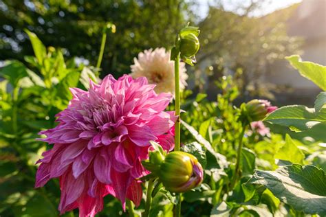 10 Types Of Dahlia Bulbs - A-Z Animals