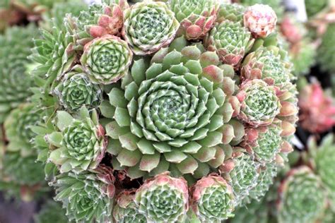 15 Cold-Hardy Succulents | HGTV