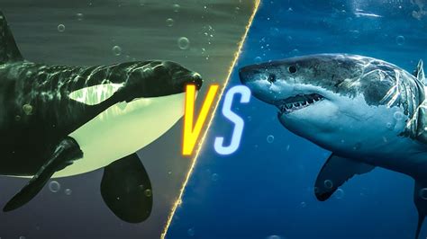 Killer Whale VS Shark - YouTube