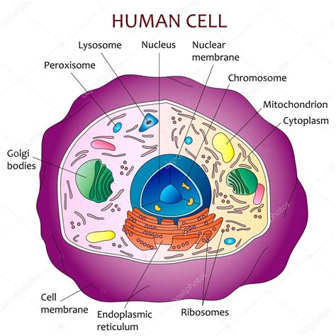 Diagrama de células humanas 2023