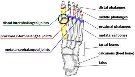 Big Toe Anatomy - Anatomical Charts & Posters