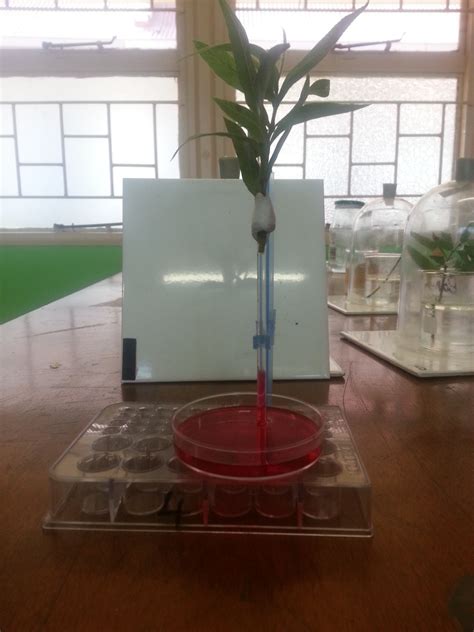 Transpiration experiment – DeVos Education