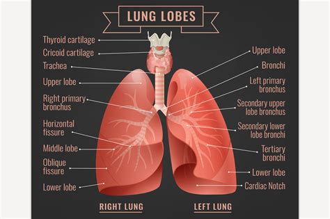 Human lungs infographic | Custom-Designed Illustrations ~ Creative Market