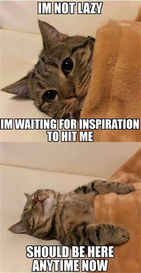 Funny Animal Picture Dump 28 Pics Cute Cat Memes, Cute Animal Memes ...