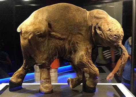 Japanese Scientists Revive Long-Extinct Woolly Mammoth Cells