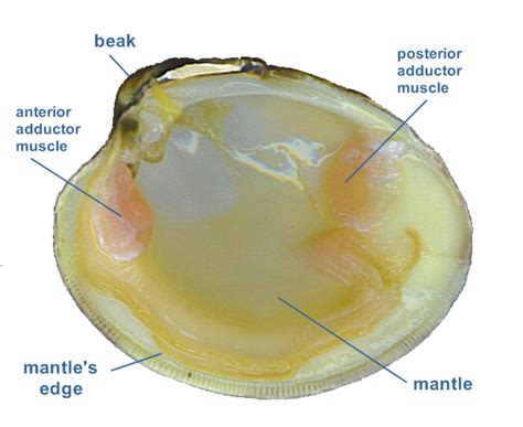 Clams Anatomy - Barnegat Bay Shellfish