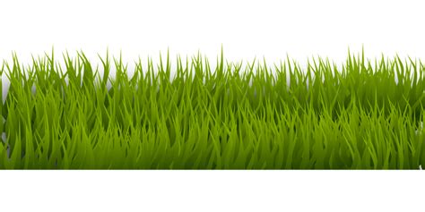 Green grass, drawing on a transparent background. by PRUSSIAART on ...