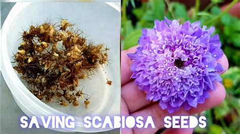 Collecting seeds of Scabiosa/ pincushion flowers ~ How to harvest ...