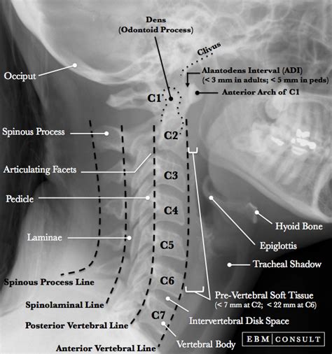 Dens Anatomy