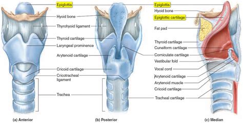 The epiglottis | Throat anatomy, Trachea, Respiratory system