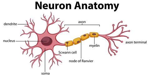 Basic Neuron With Labels