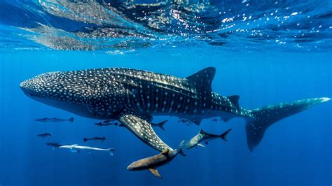 The Whale Shark – Fascinating Sea Creatures