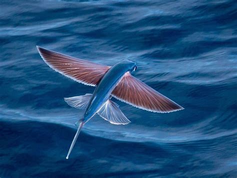 flying fish | Beautiful fish, Ocean creatures, Ocean animals