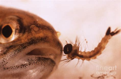 Mosquito Fish Preparing To Ingest Photograph by Science Source