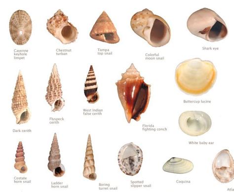 different names of seashells - Google Search | Sea shells, Sea glass ...