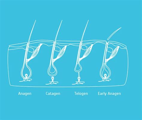 Human head hair growth cycle. Biological catagen, telogen phases. Hair ...