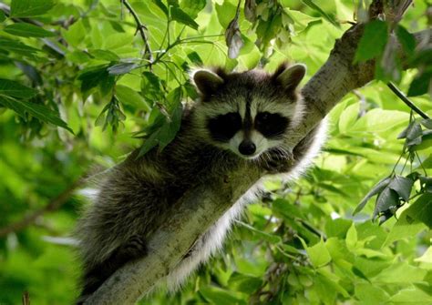 50+ Famous Raccoon Names (With Popular Cartoon Names)