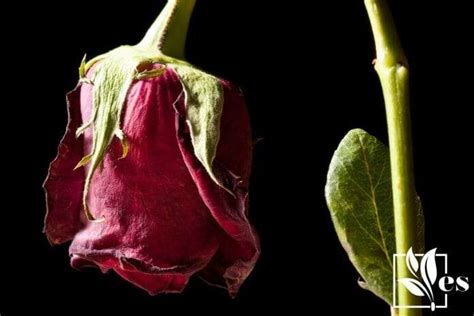 Wilted Rose: Find Out Why Rose Plants Wilt and How To Revive Them ...