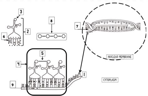 Label Protein Synthesis Diagram | Quizlet