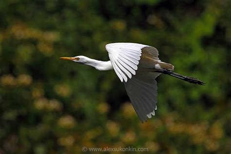 Bird photography tips: Digital Photography Review