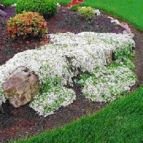 13 Best Types of Creeping Thyme Varieties in 2023 | Landscaping with ...