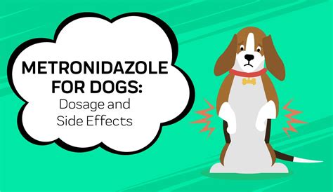 Metronidazole For Dogs: All You Need To Know- Innovet Pet