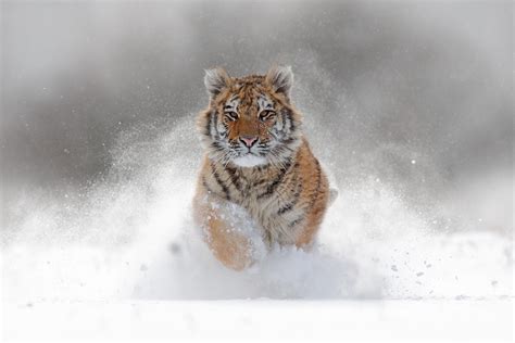 One huge Siberian Tiger in the snow. One of the most magnificent ...