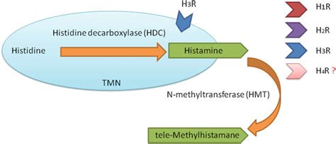 Schematic illustration of histamine synthesis, metabolism and ...