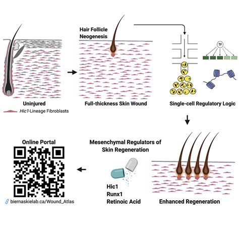 Progenitors of Regeneration for Severely Damaged Skin Identified