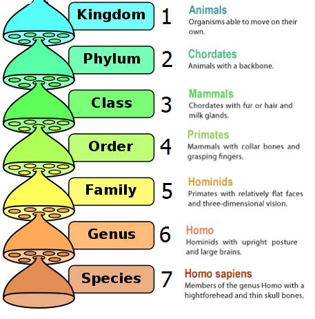 Classification of Living organisms - Biology Notes for IGCSE 2014