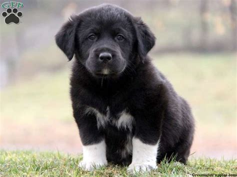 Pyrenees Lab Mix Puppy | Cute Dogs Gallery | Lab mix puppies, Cute dogs ...