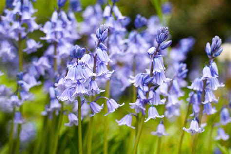 Spring Garden Flowers | Fasci Garden