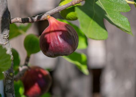 Brown Turkey Fig - Heritage Fruit Trees