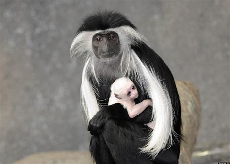 Brookfield Zoo Angolan Colobus Monkey Baby Born (PHOTOS) | HuffPost