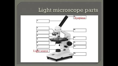 How to properly use a compound light microscope - YouTube