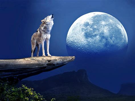 Wolf Howling At The Moon Wallpaper - WallpaperSafari