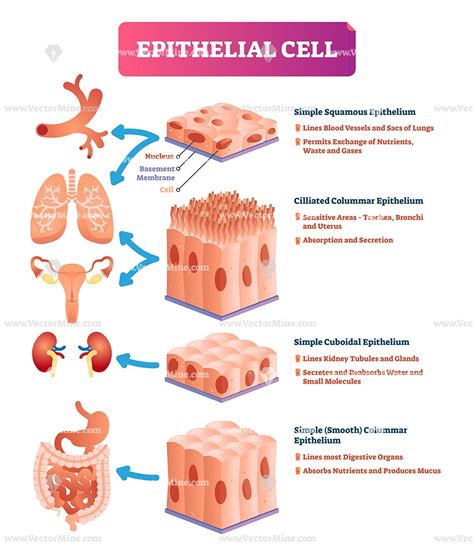 Human Epithelial Tissue Diagram