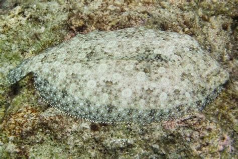 Camouflage - Peacock Flounder | Bonaire, Dutch Caribbean | Fish | Ocean ...