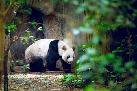 Giant panda in Singapore zoo - OutwardOn.com