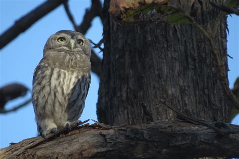 Forest Owlet Heteroglaux blewitti | Nature inFocus