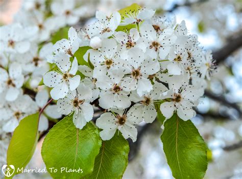 pear tree blossoms but no fruit - Binge Column Image Archive