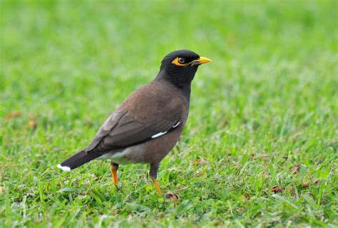 200 Birds: Introduced Birds of the Big Island, Hawaii: Song Birds