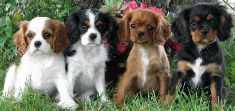 Cavalier King Charles Spaniel - Escaparatedemascotas | Chiot cavalier ...