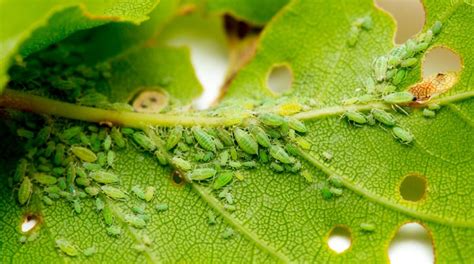 Aphids Damage To Plants