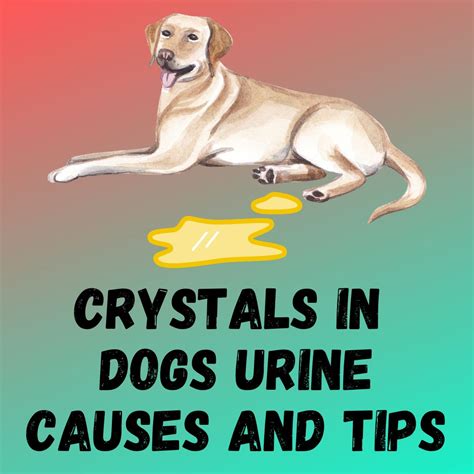 Crystals In Dogs Urine: [Causes, Types And Treatment]