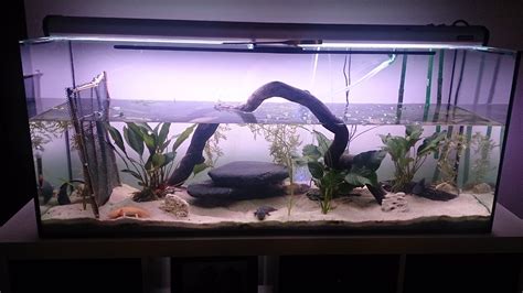 Axolotl Aquarium Setup