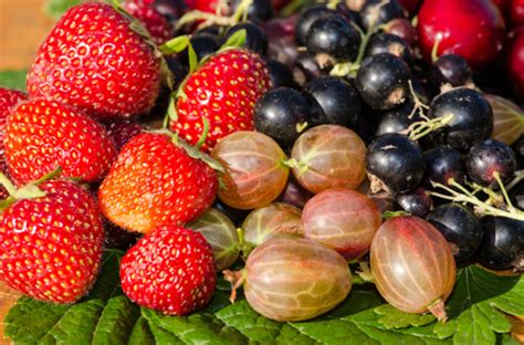 Fall Planting Guide: The Best Berries to Plant Now for a Delicious ...