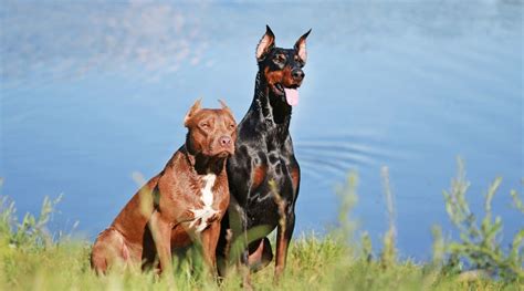 Is Doberman With Pitbull Mix Possible?