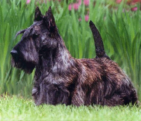 Scottish Terrier | Pets